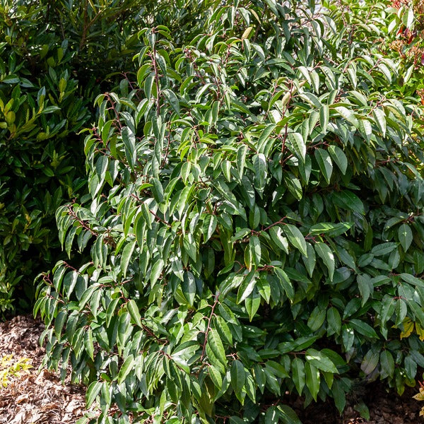 Portugiesischer Kirschlorbeer - Prunus lusitanica - Bakker