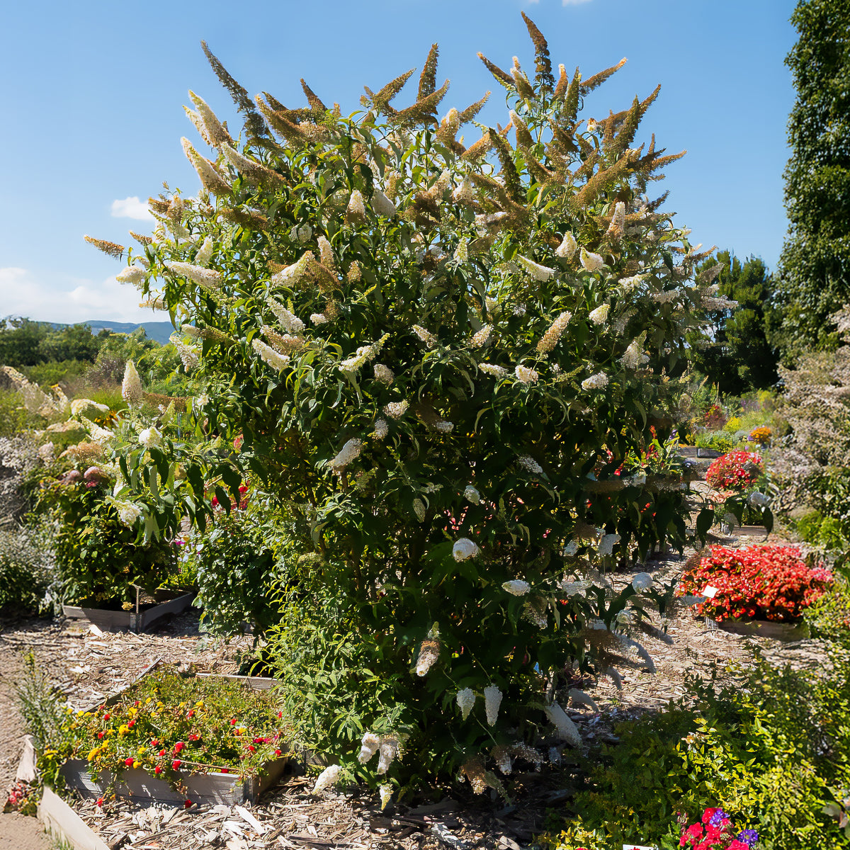 Schmetterlingsflieder Buddleja 'White Profusion' - Buddleja davidii white profusion - Bakker