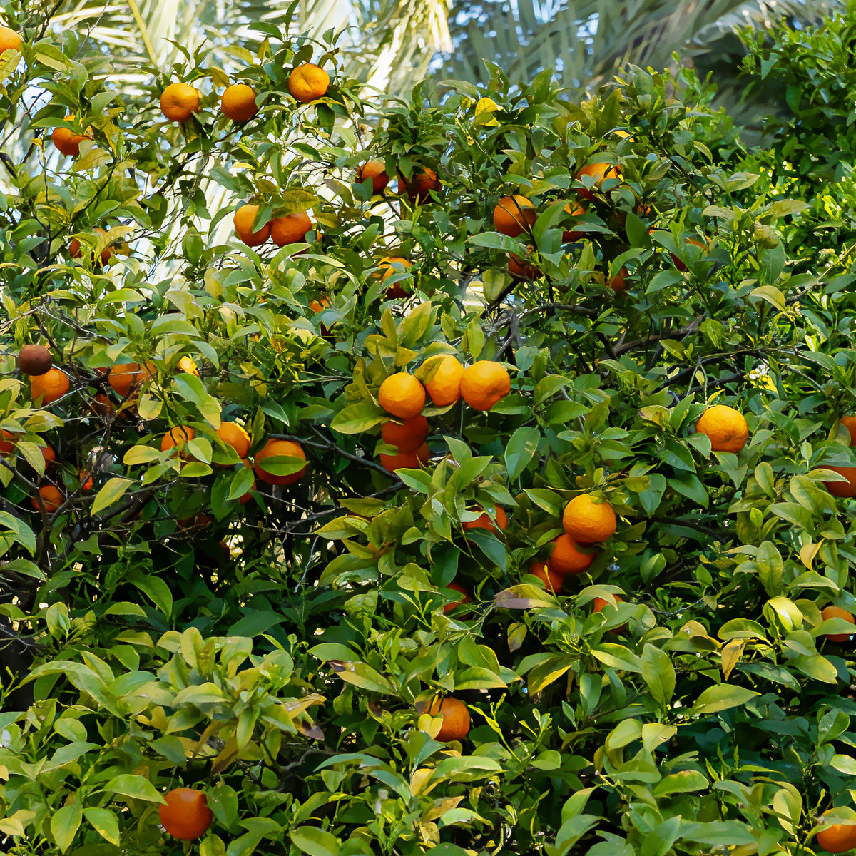 Mandarinenbaum - Zitrusfrüchte - Bakker