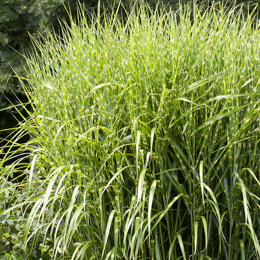 Chinaschilf ‘Zebrinus’ - Bakker