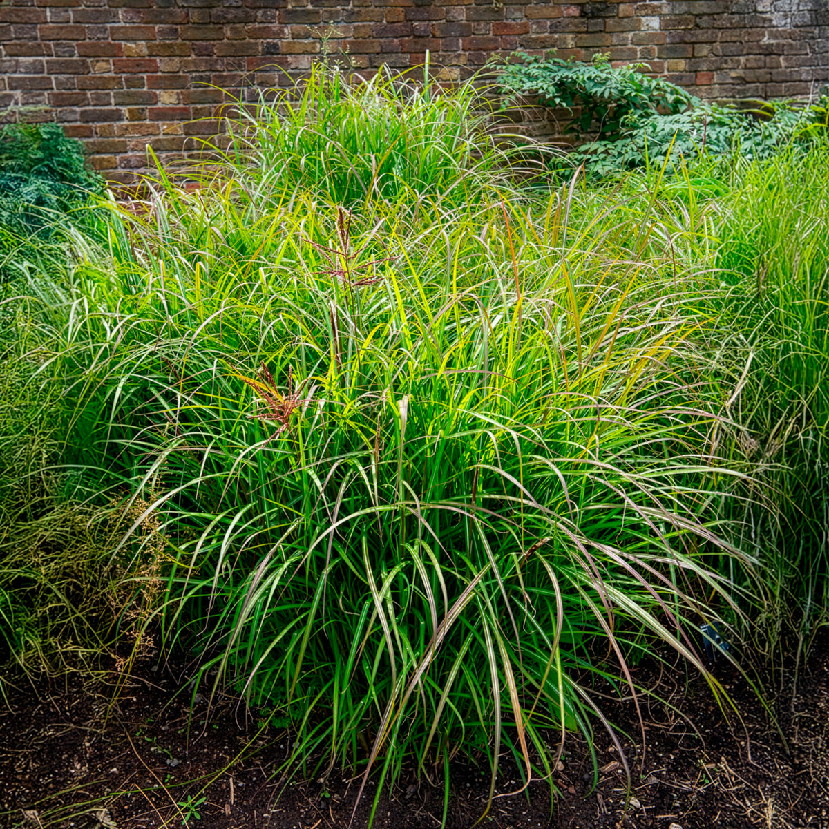 Chinaschilf 'Ferner Osten' - Miscanthus sinensis Ferner Osten - Bakker