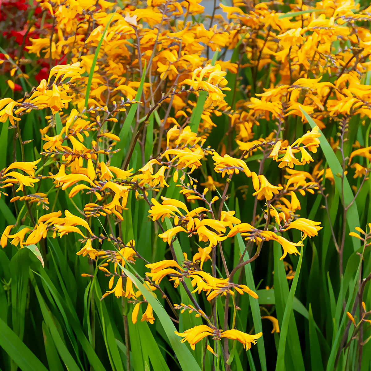 Montbretie 'Sunglow' (x20) - Crocosmia 'sunglow' - Bakker
