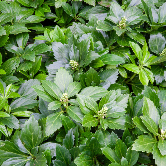Dickmännchen ‘Green Carpet’ - Bakker