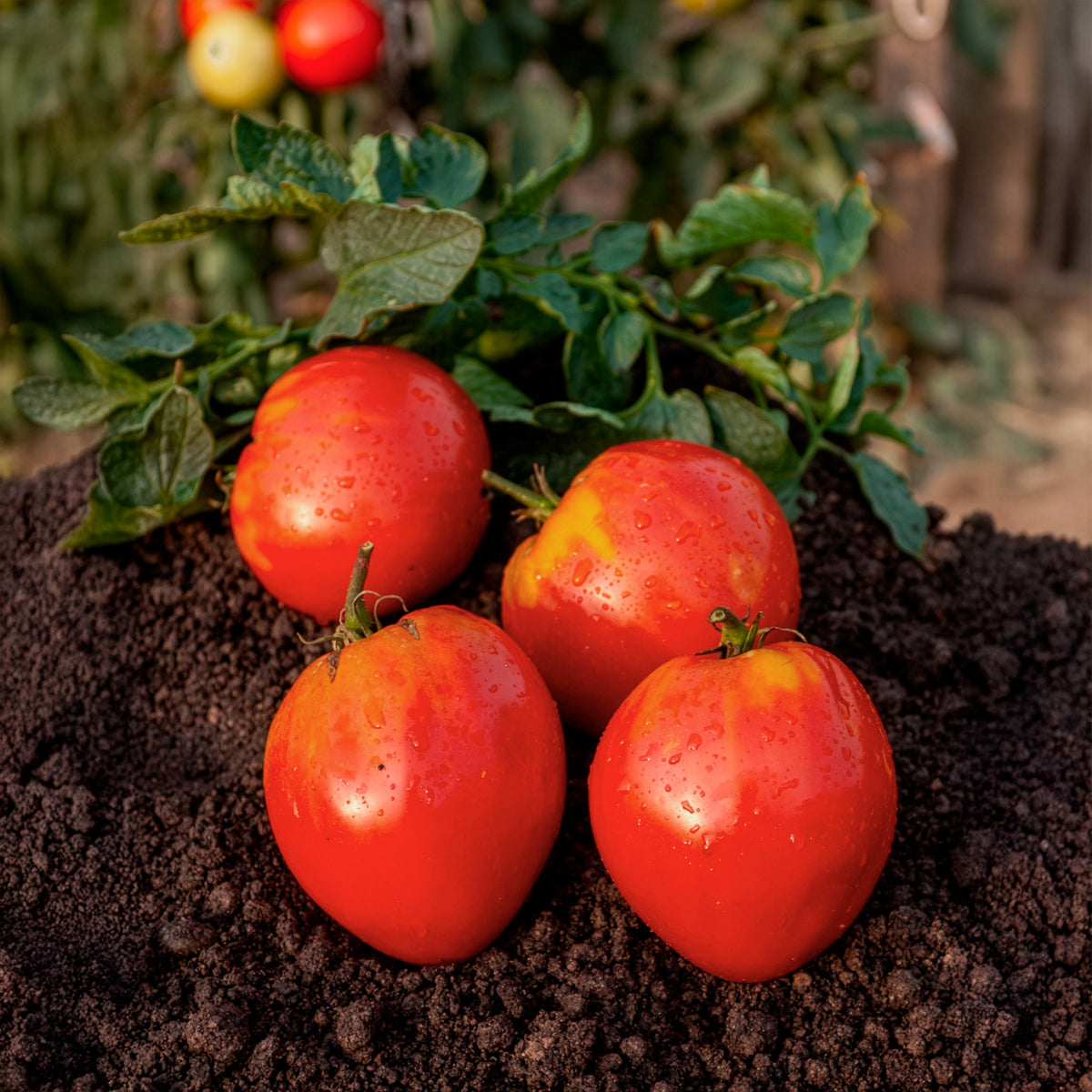 Samen für Tomaten - Fleischtomate 'Ochsenherz' - Solanum lycopersicum coeur de boeuf
