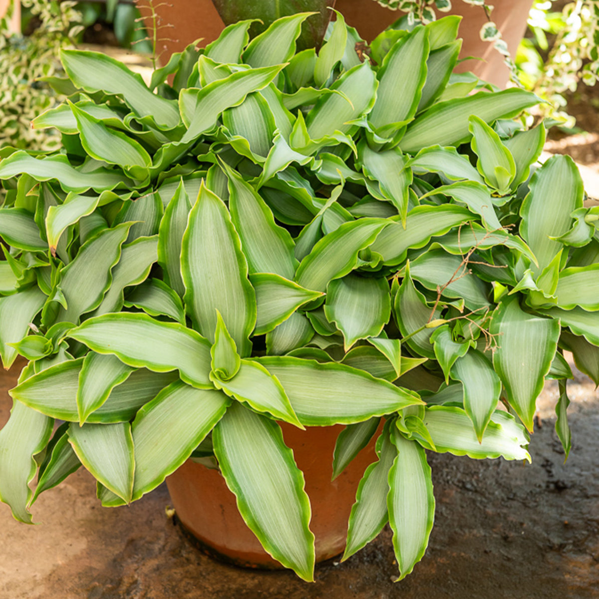 Murdannia Loriformis 'Bright Star' - Bakker