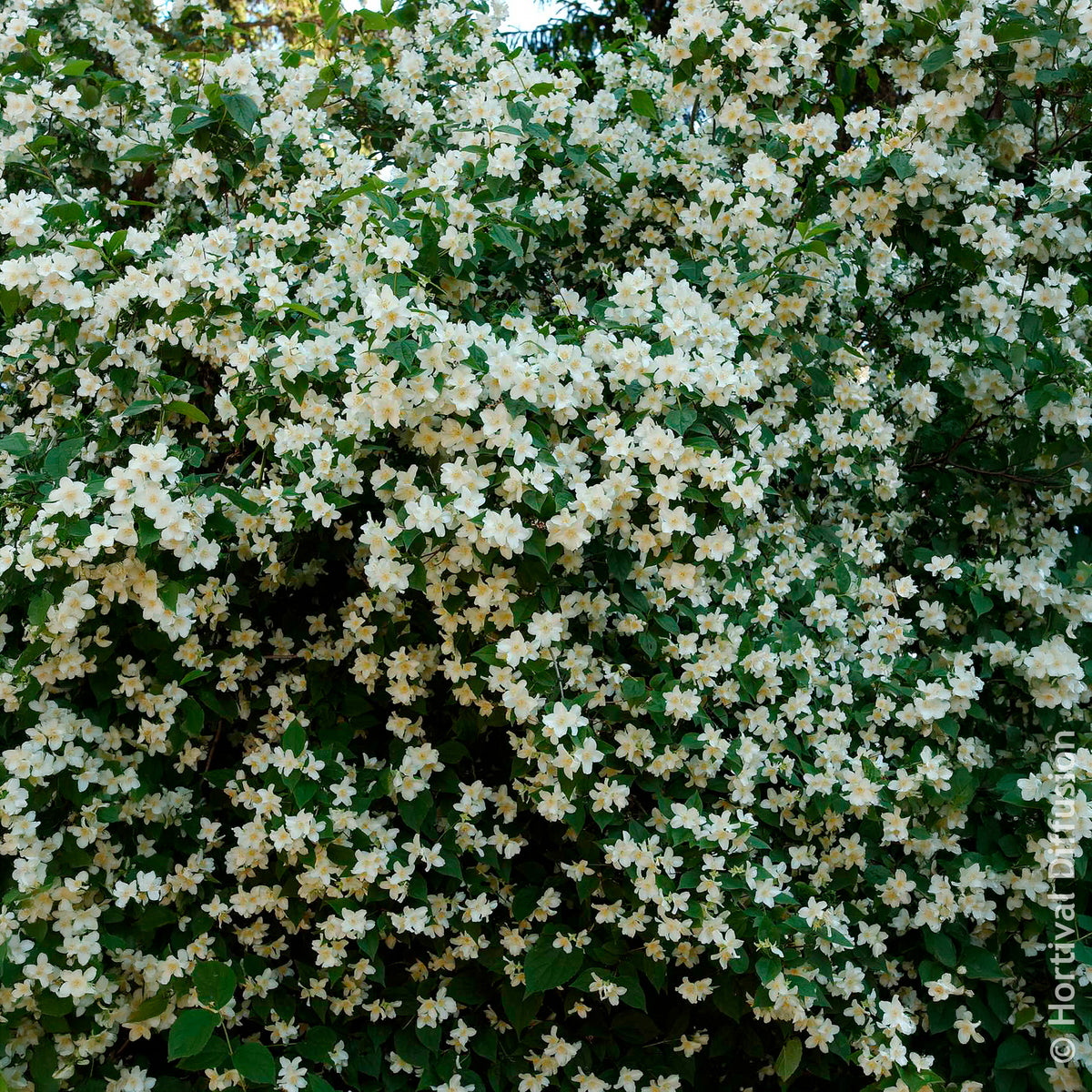 Verkauf Philadelphus coronarius - Pfeifenstrauch