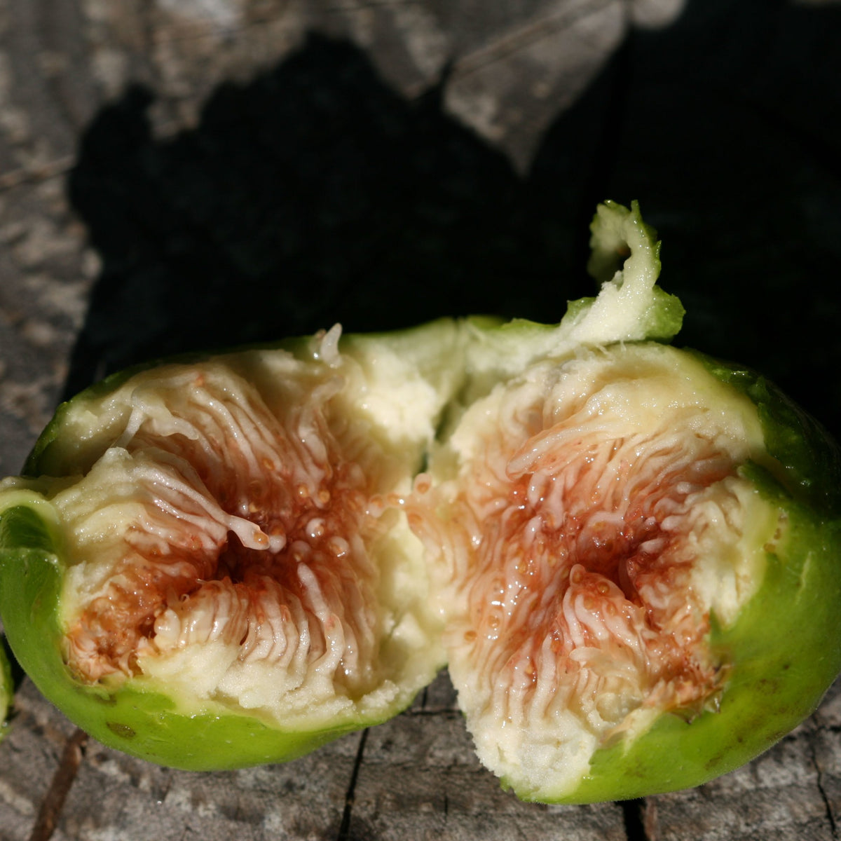 Zwergfeige Ficcolino - Bakker