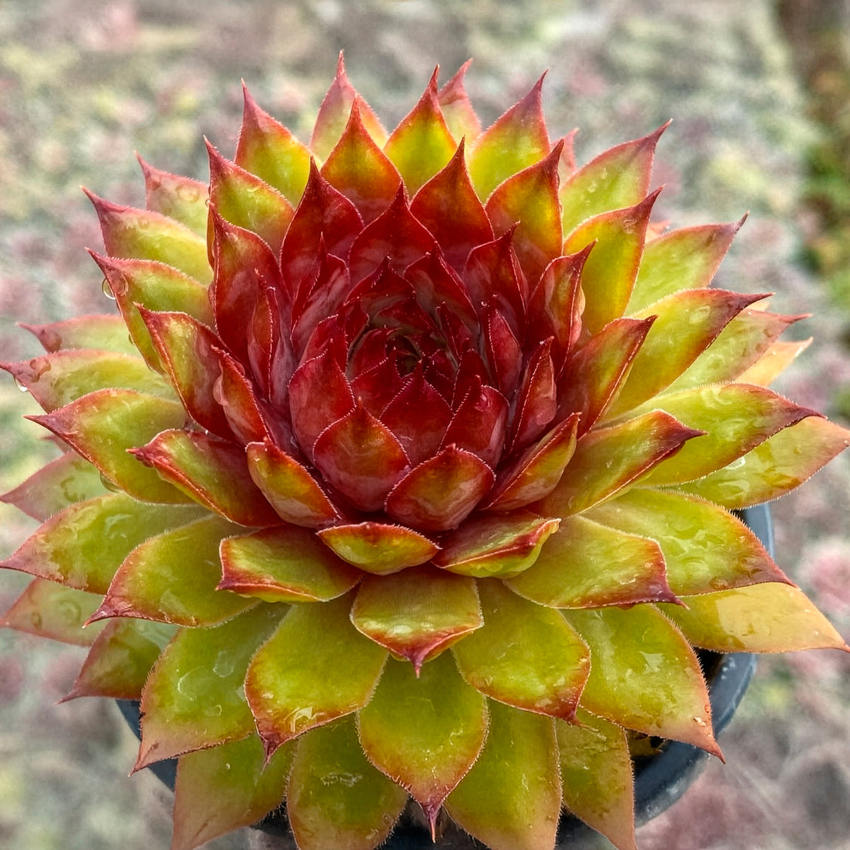 Sempervivum Chick Charms ® Pineapple Paradise - Bakker