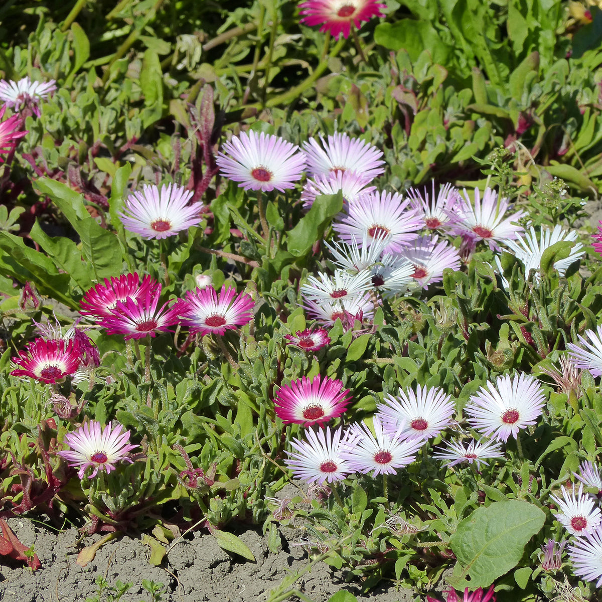 Mittagsblumen Mischung - Bakker