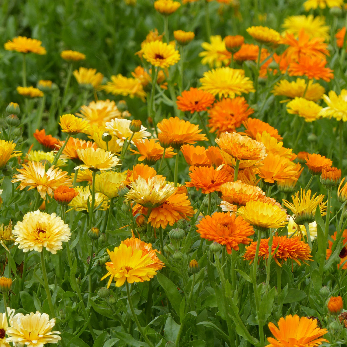 Calendula officinalis - Doppelte Ringelblumen Mischungen - Samen für einjährige Blumen