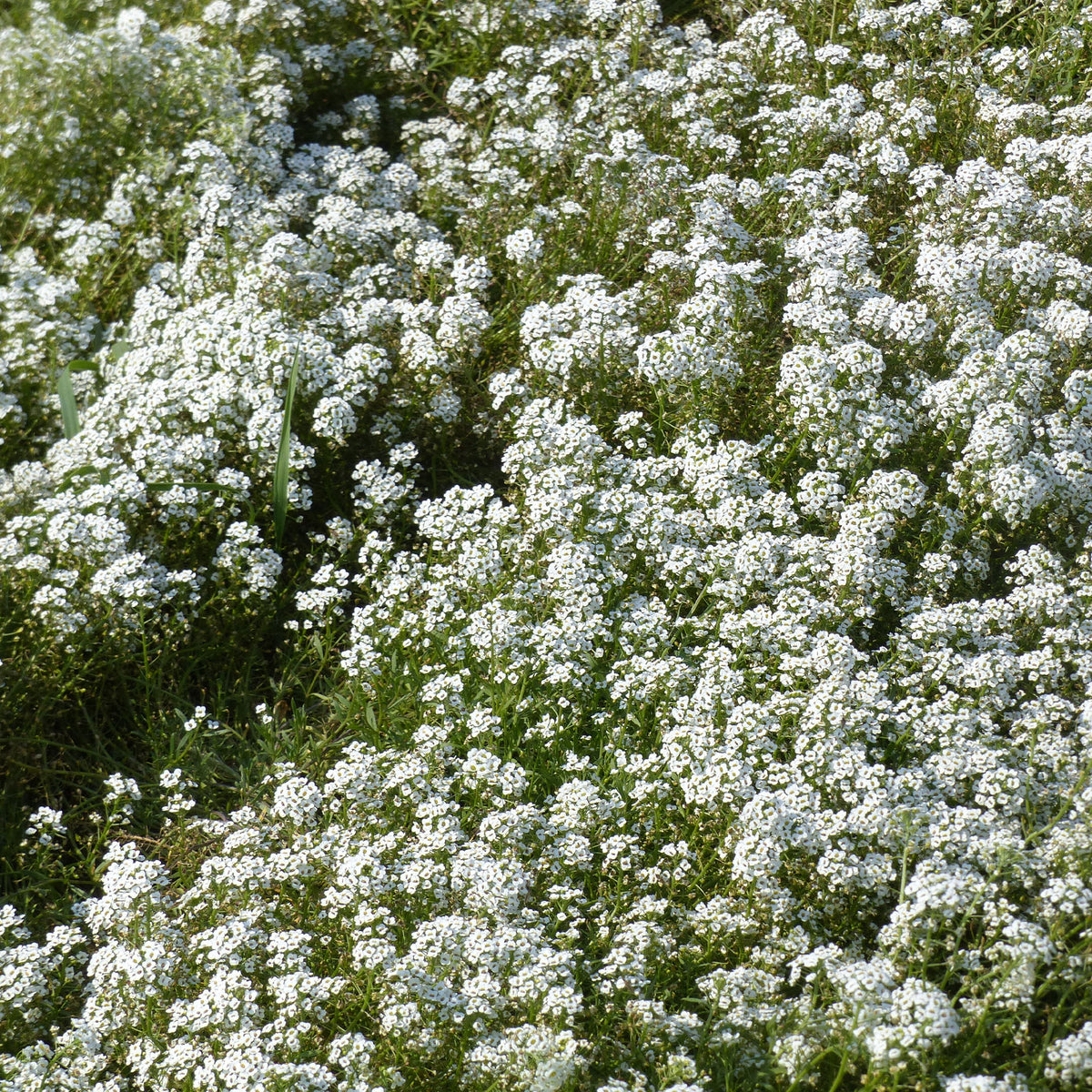 Duftsteinrich - Alyssum maritimum - Bakker
