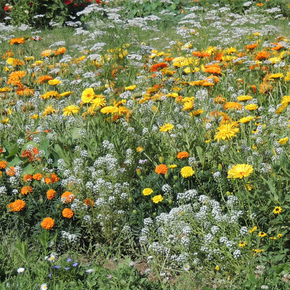 Blumenmischung gegen Blattläuse - - Bakker