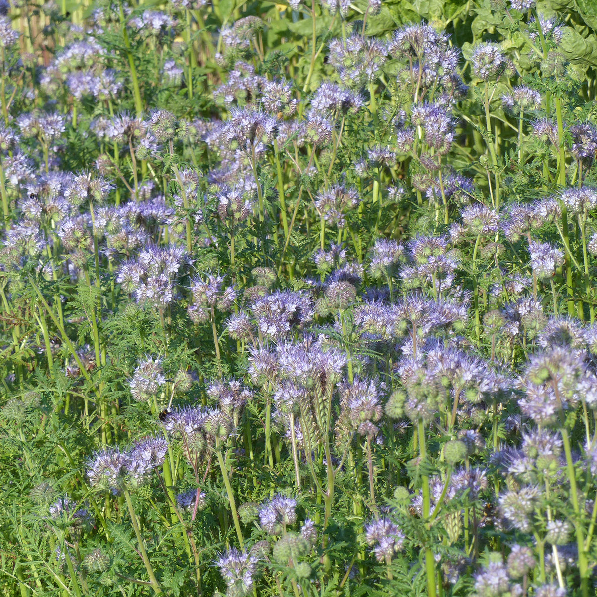Bienenweide Phacelia tanacetifolia - Bakker