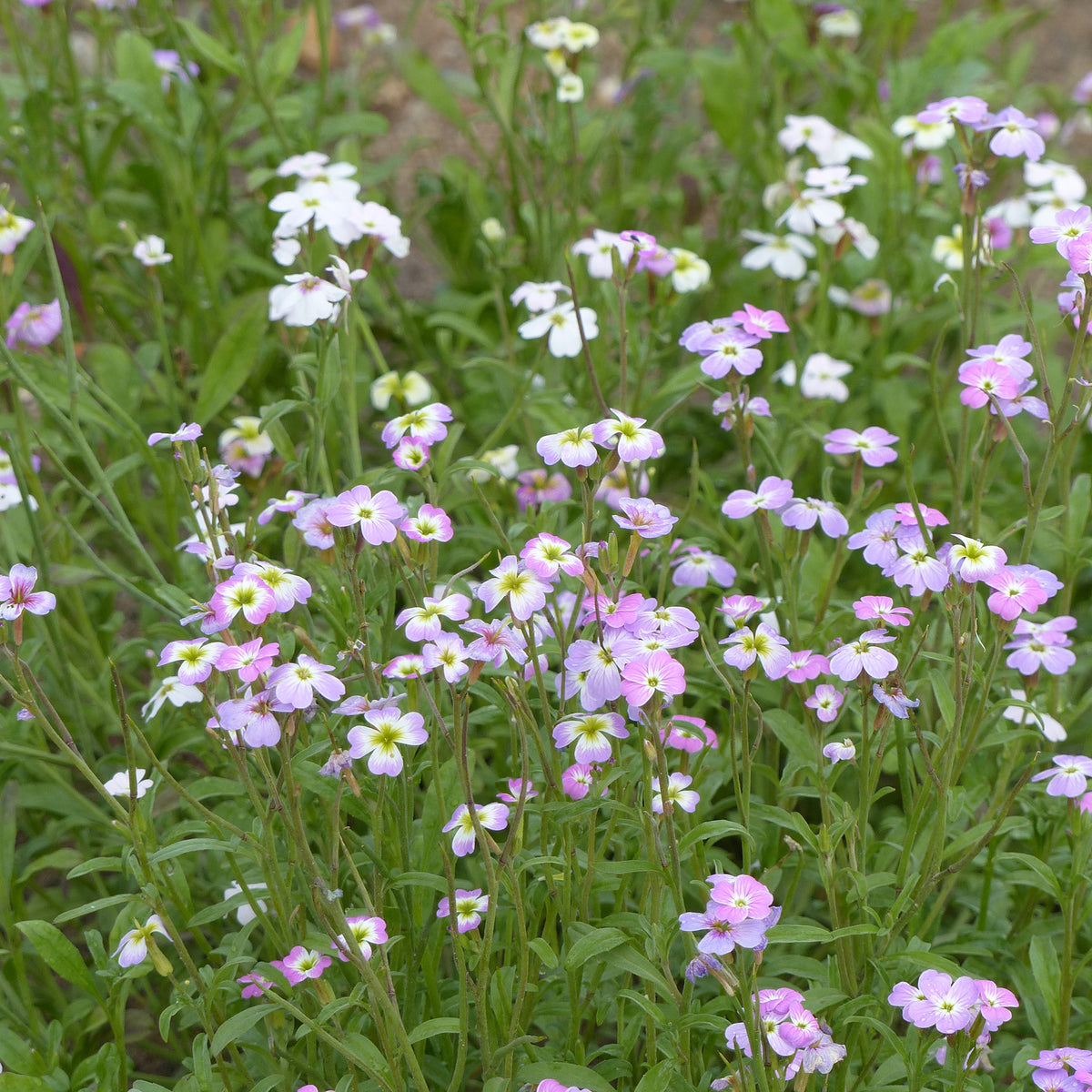 Blumensamen - Strand-Veilchen - Malcolmia maritima
