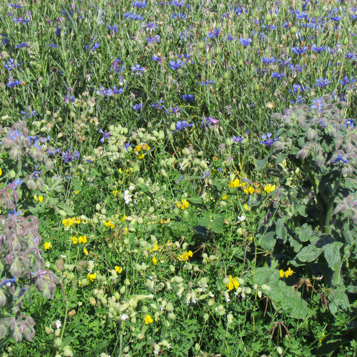 Blumenmischung „Allround“ - Bakker
