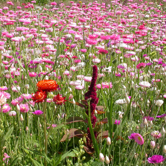 Blumenmischung für Trockenblumensträuße - Bakker