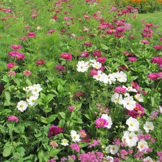Sommerliche Blumenmischung - Bakker