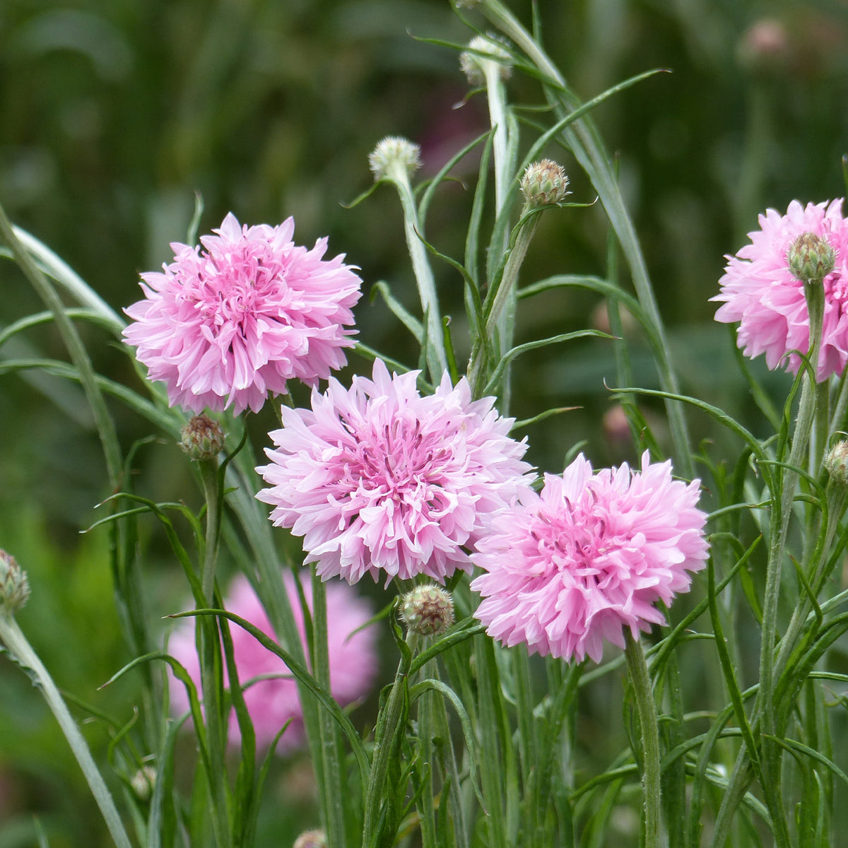 Kornblume Pinkie - Bakker