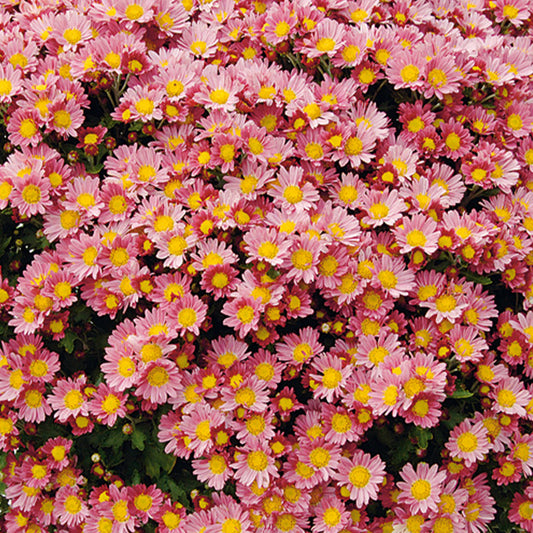 Pazifik-Chrysantheme ‘Bengo Rosa’ - Bakker