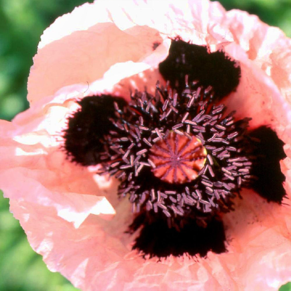 Orientalischer Mohn Princess Victoria Louise - Bakker