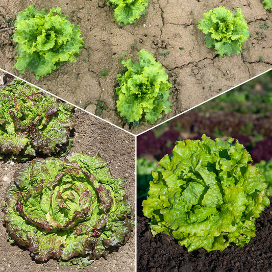 Batavia-Salat-Kollektion (x3) - Bakker