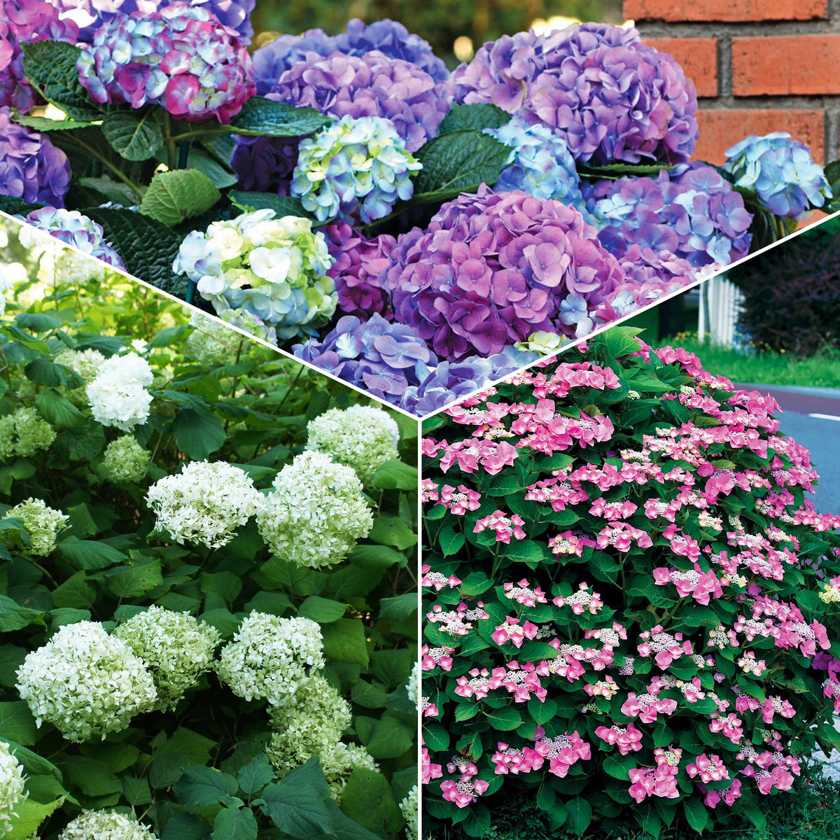Hortensien-Kollektion für blühende Beete und Hecken. (x3) - Bakker