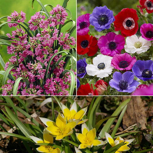 Blumenzwiebel-Mischung 'Running Wild' (x100) - Bakker