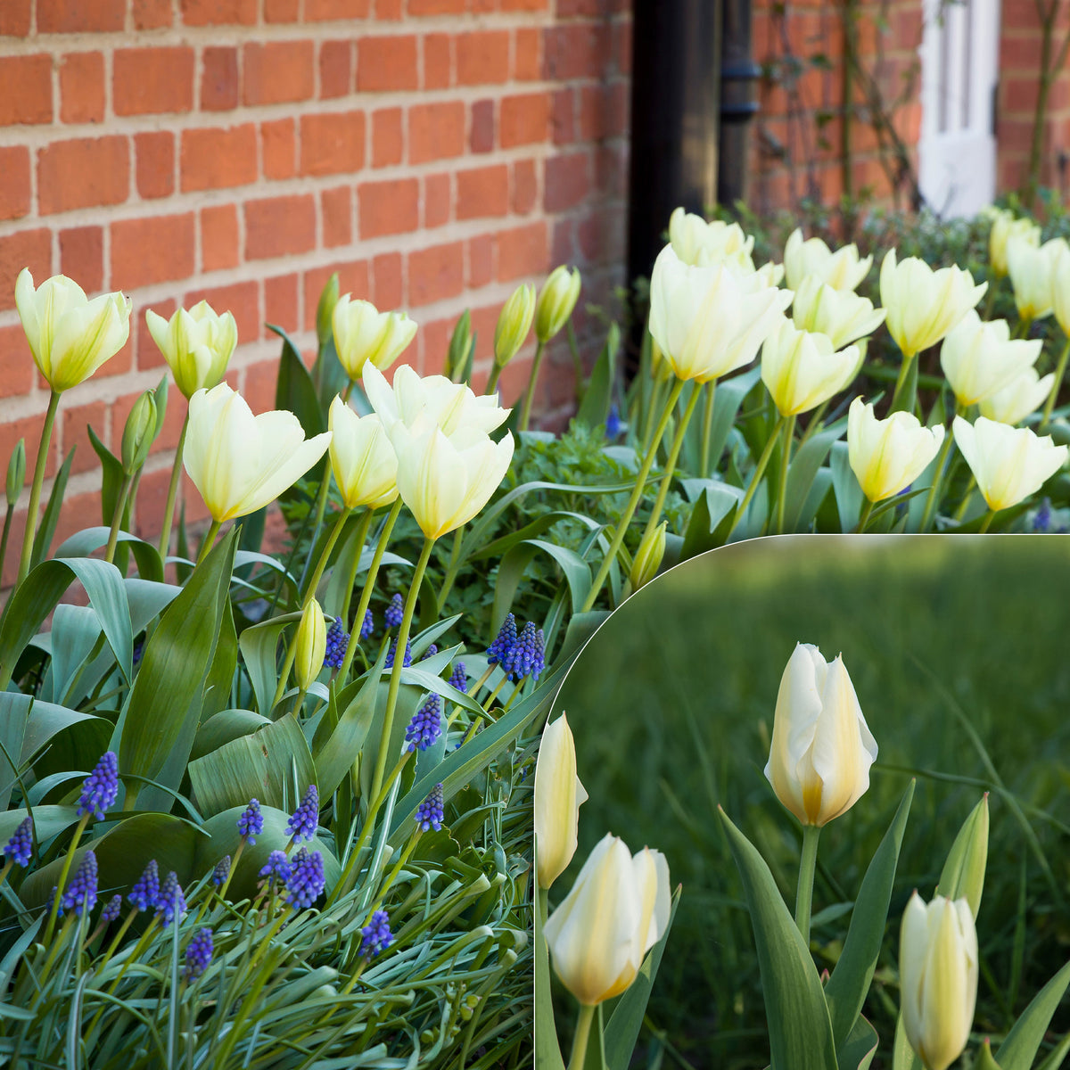 Fosteriana-Tulpen Purissima - Bakker