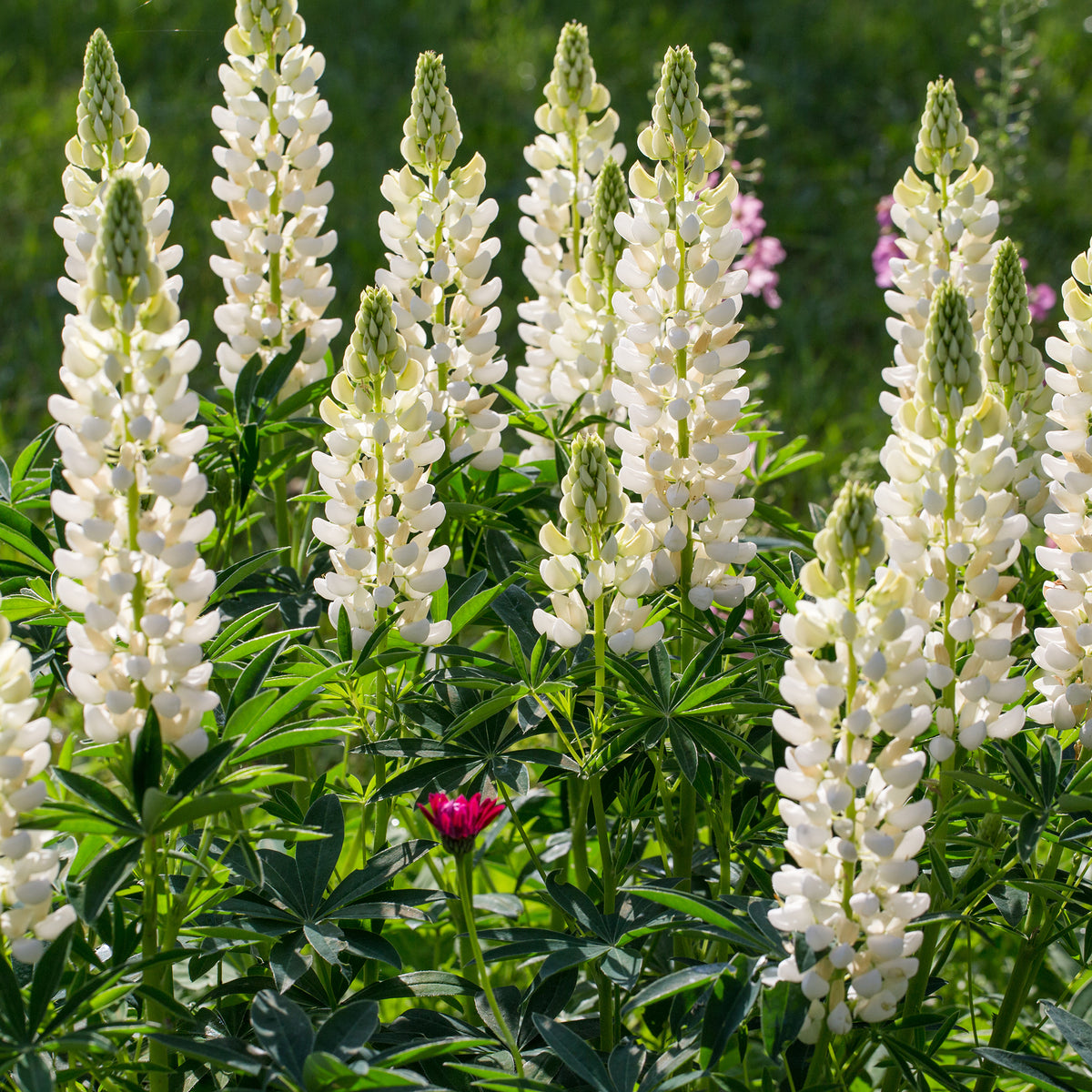 Campanula, Lupinus, Catananche - Blaue und weiße Stauden - Blühende Stauden