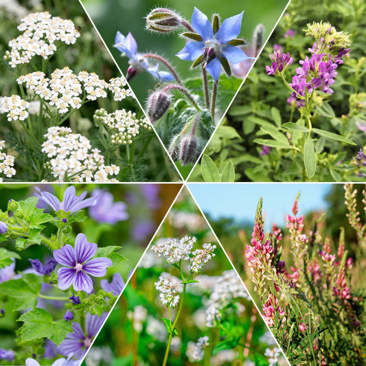 Blumenmischung für Fauna und Flora - Bakker