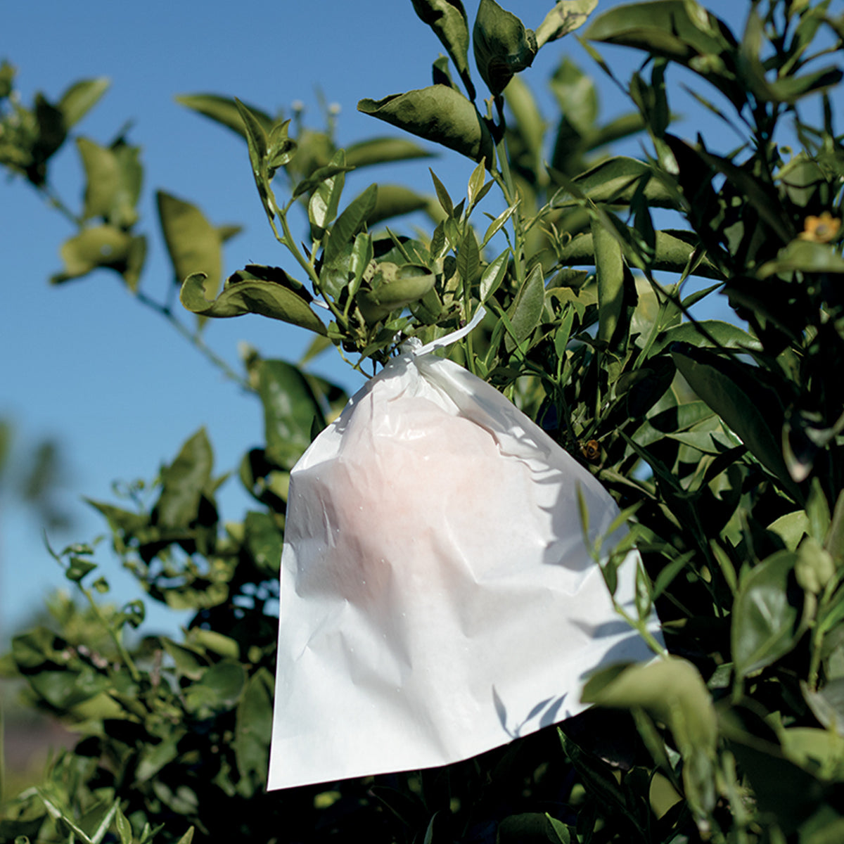 - - Pflege und Material