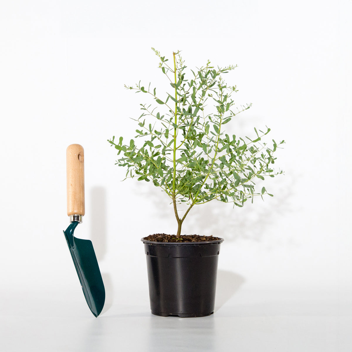 Eukalyptus France Bleu ® Rengun - Eucalyptus gunnii france bleu ® ’rengun’