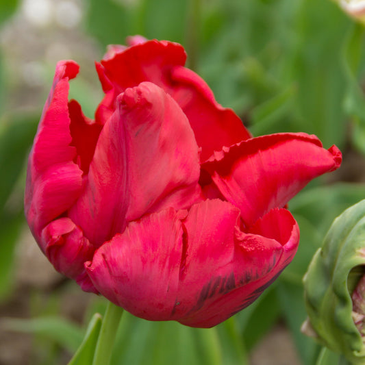 8 Papageientulpen Red Madona - Bakker