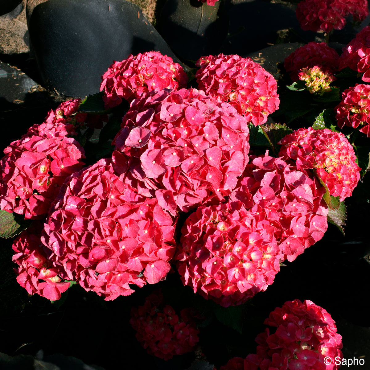 Bauern-Hortensie Red Ever Belles® - Hydrangea macrophylla Red ever belles ® 'hortmallegretto' - Bakker