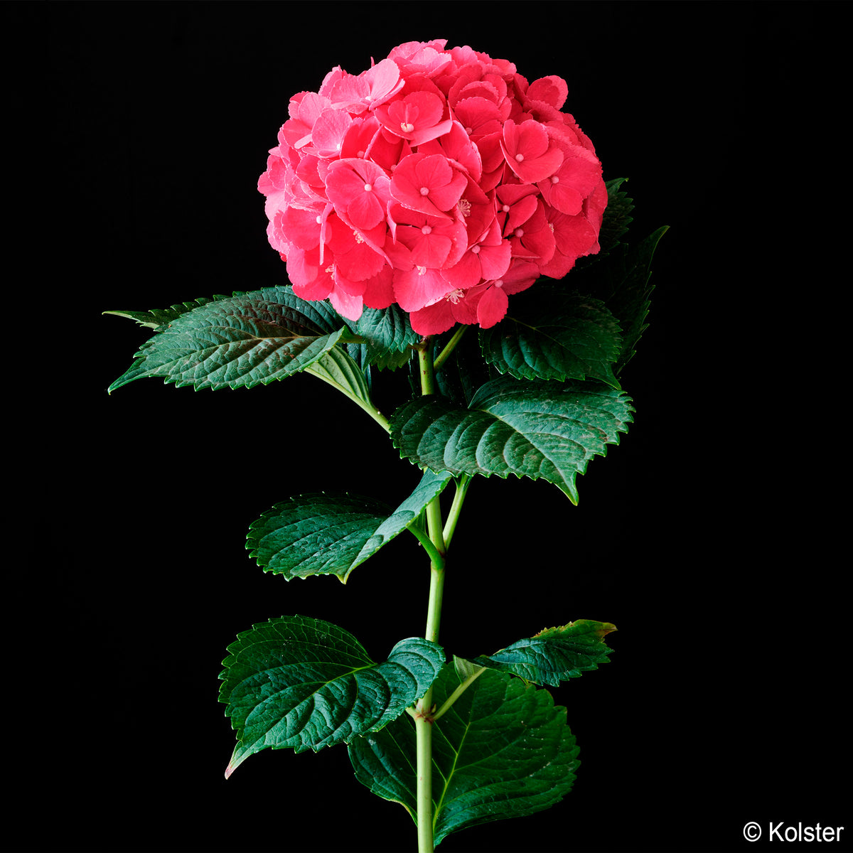 Hydrangea macrophylla Red ever belles ® 'hortmallegretto' - Bauern-Hortensie Red Ever Belles® - Großblättrige Hortensie
