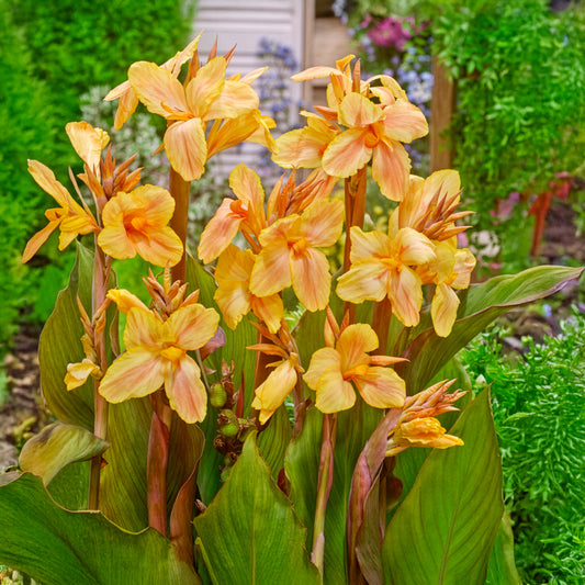 Indisches Blumenrohr Angel Martin - Bakker
