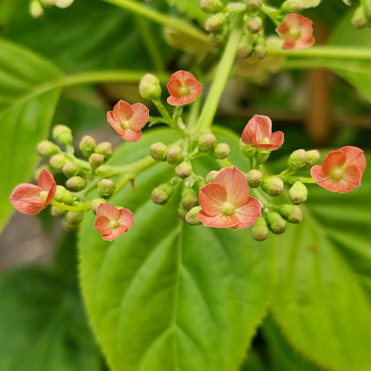 Kletterhortensie ‘Crug Coral’ - Bakker