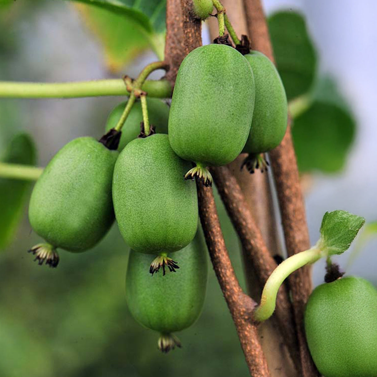 Selbstbefruchtende Mini-Kiwi Vitikiwi® - Bakker