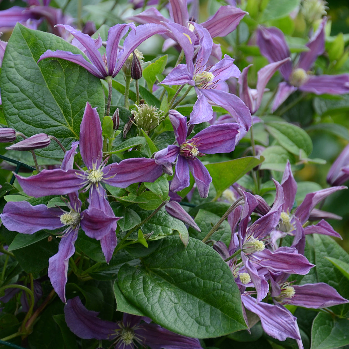 Waldrebe Saphyra® Estrella - Clematis integrifolia Saphyra® Estrella - Bakker