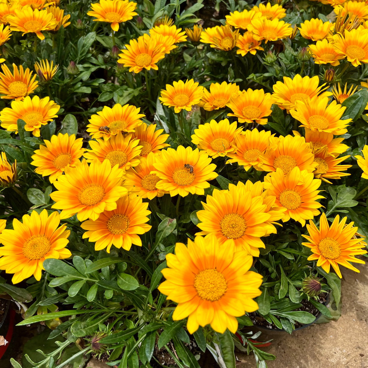 Gazania Suncarpet® - Gazania Suncarpet® - Bakker