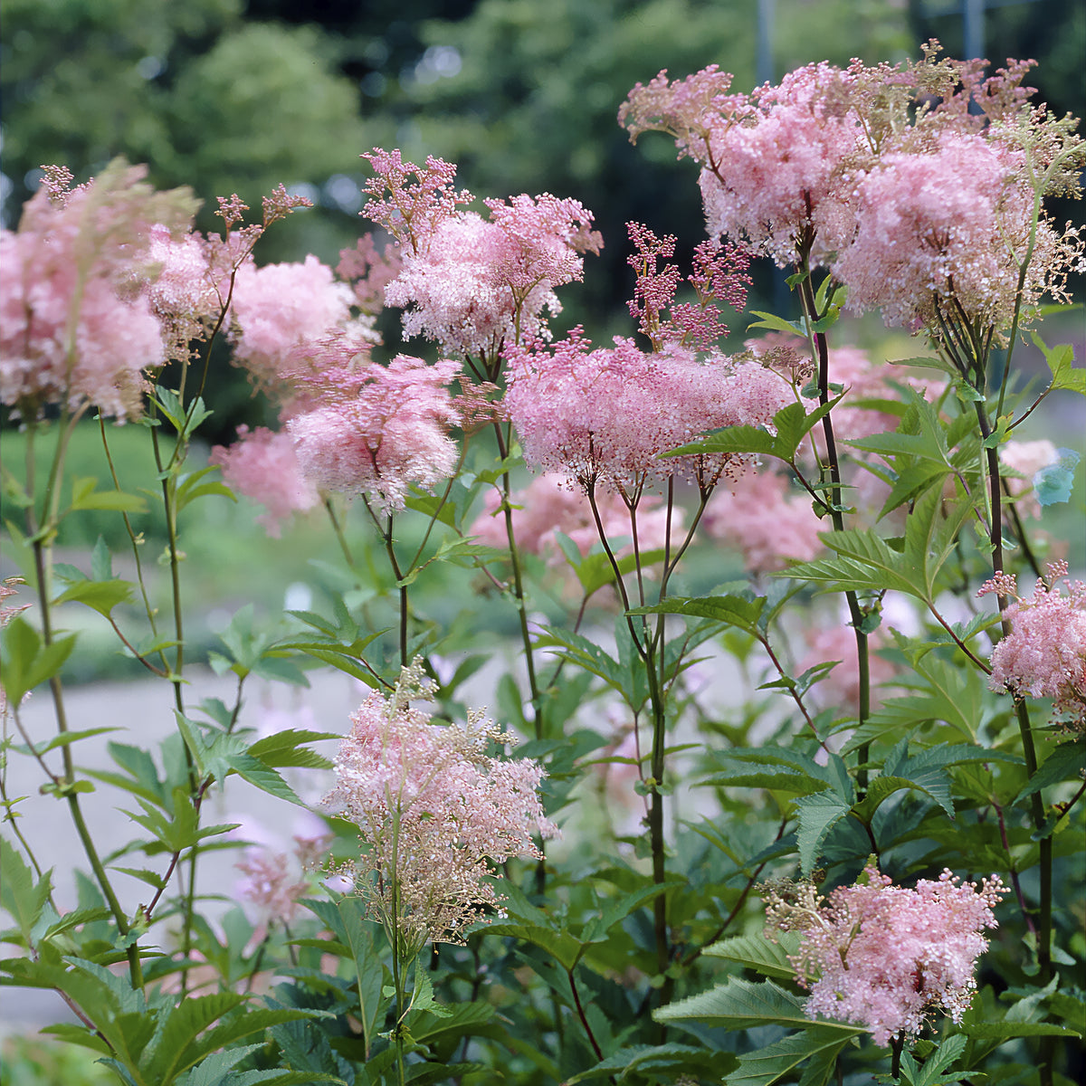 Purpur-Mädesüß ‘Elegans’ - Filipendula purpurea Elegans - Bakker