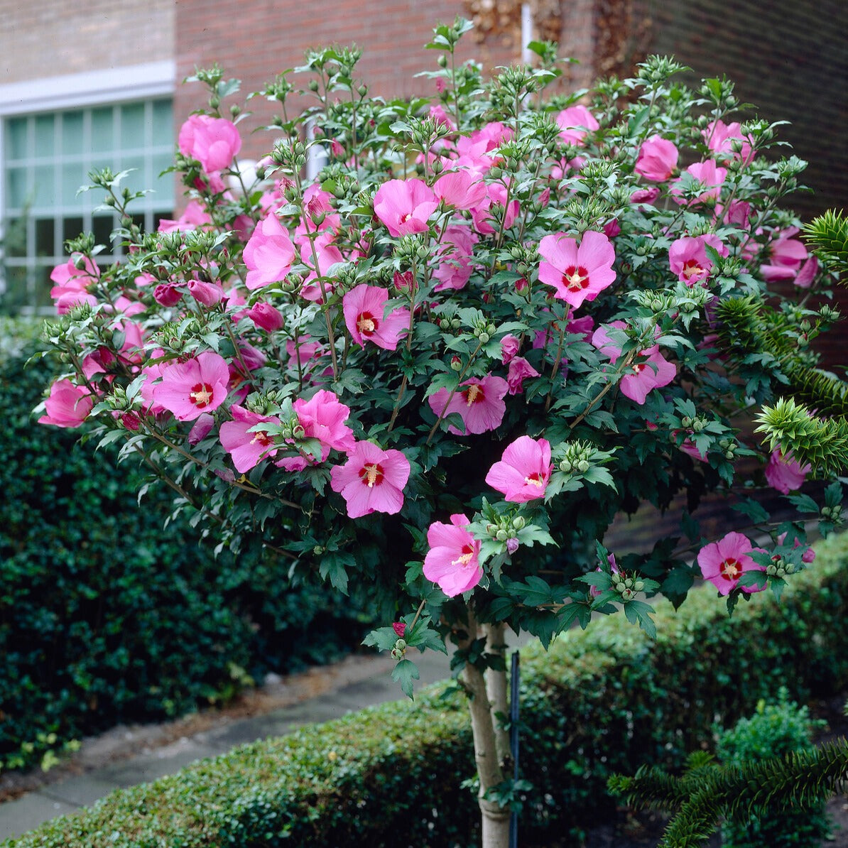 Hibiskus-Stämmchen - Bakker