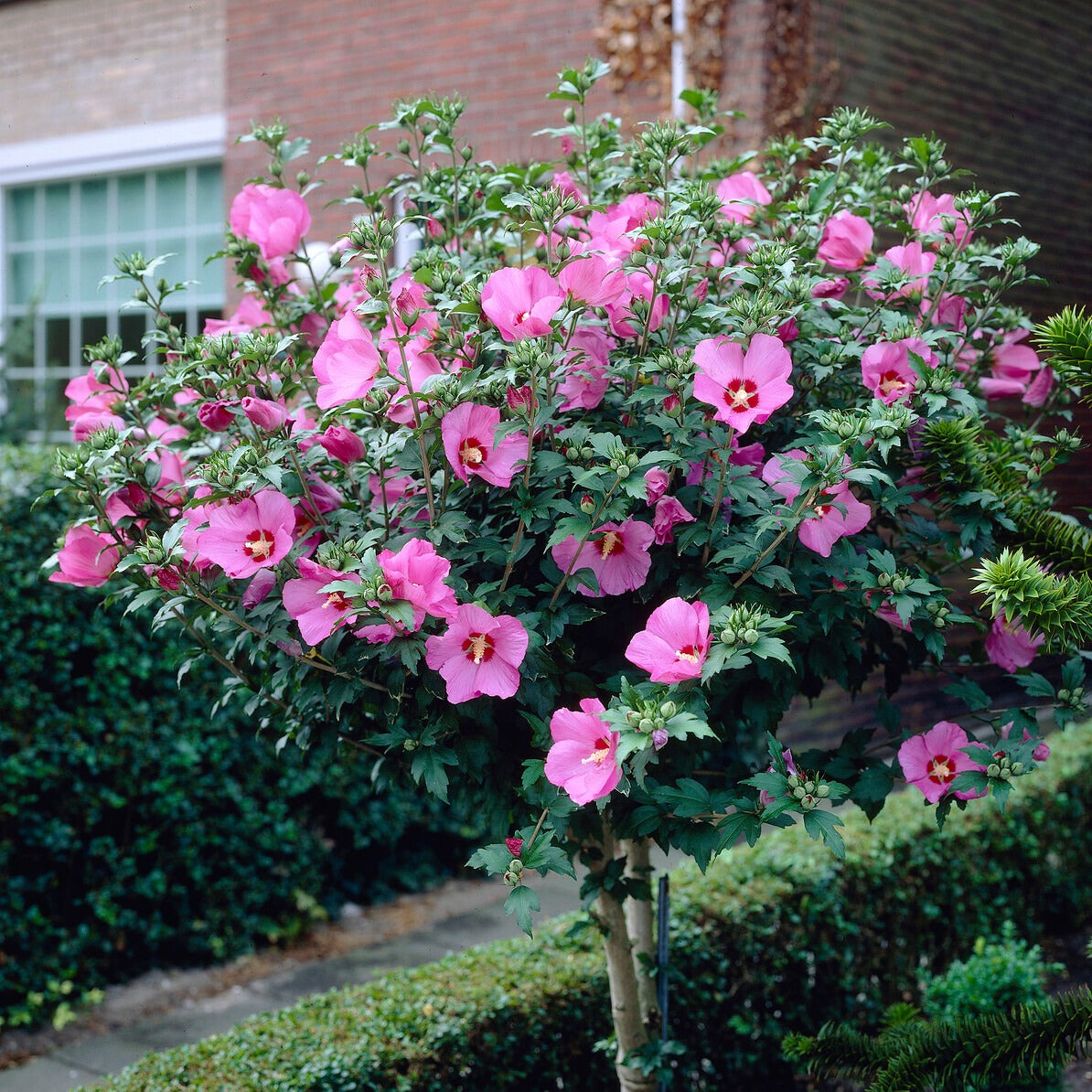 Verkauf Sammlung von Gartenhibiskus auf Stamm (x2) - Hibiscus syriacus