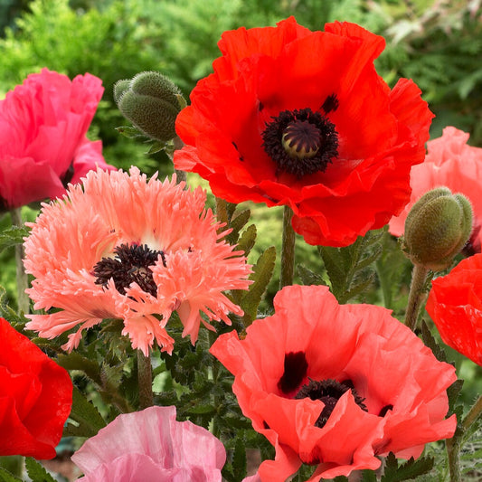 Orientalischer Mohn Mischung (x3) - Bakker