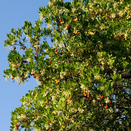 Erdbeerbaum - Bakker