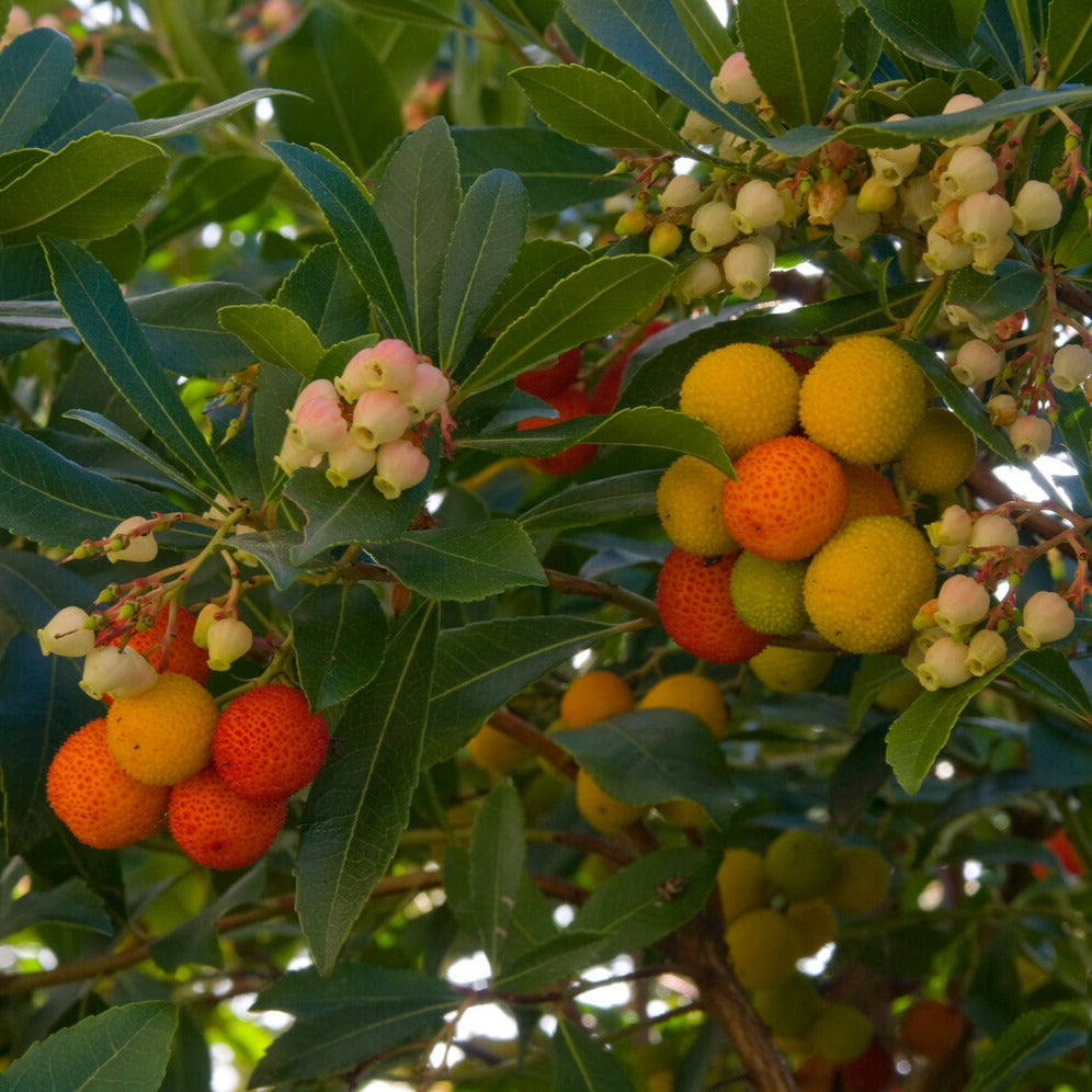 Erdbeerbaum - Arbutus unedo - Bakker
