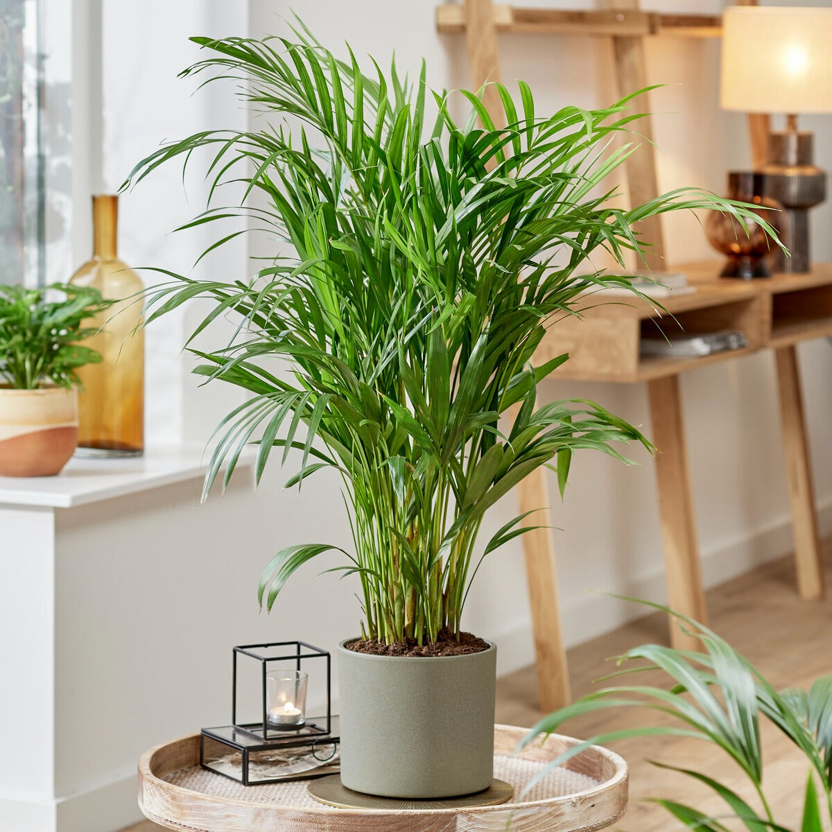 Goldfruchtpalme - Dypsis lutescens - Bakker