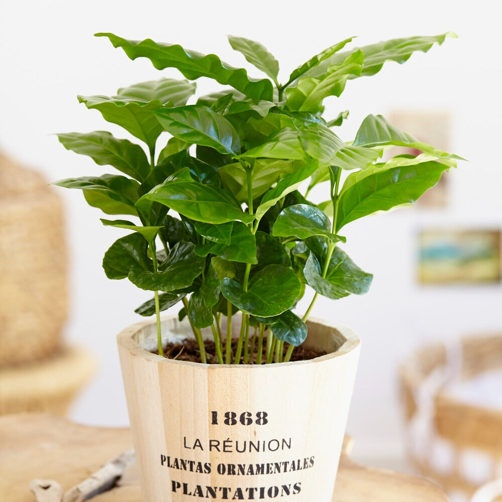 Kaffeepflanze Coffea - Coffea arabica - Bakker