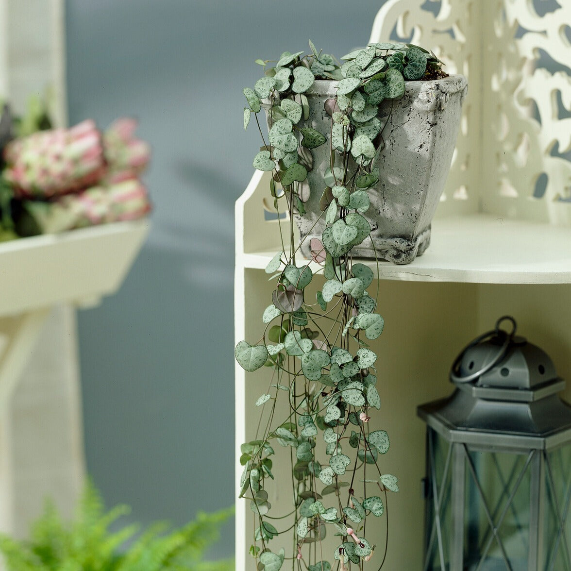 Verkauf Leuchterblume - Ceropegia woodii