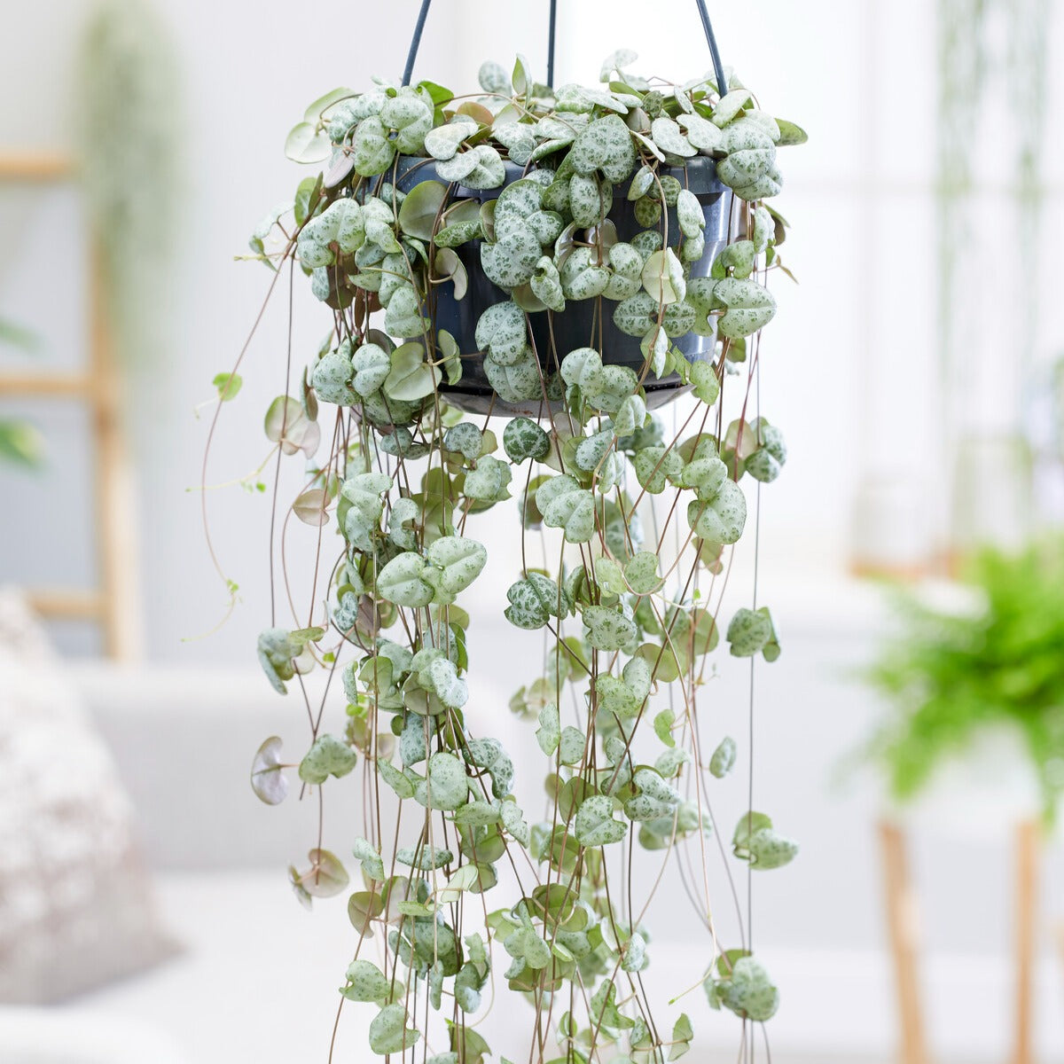 Ceropegia woodii - Leuchterblume - Fettige Zimmerpflanzen